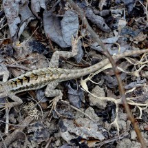 Life in the drought - Little Lizard